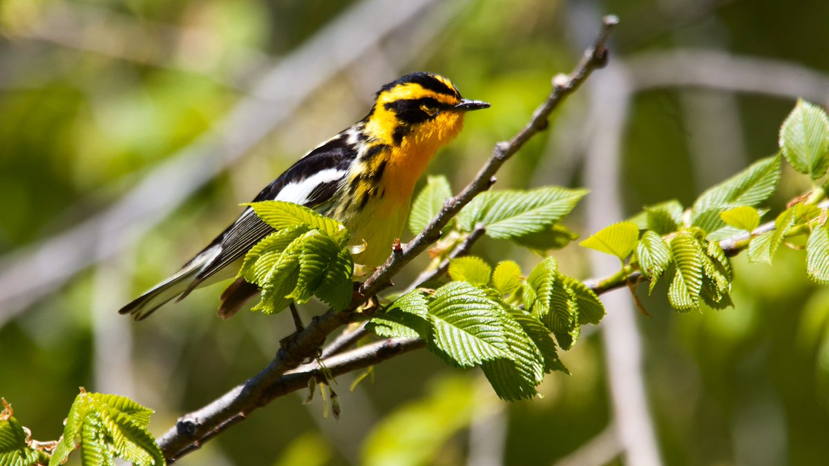 Great Hill’s  #BlackburnianWarbler