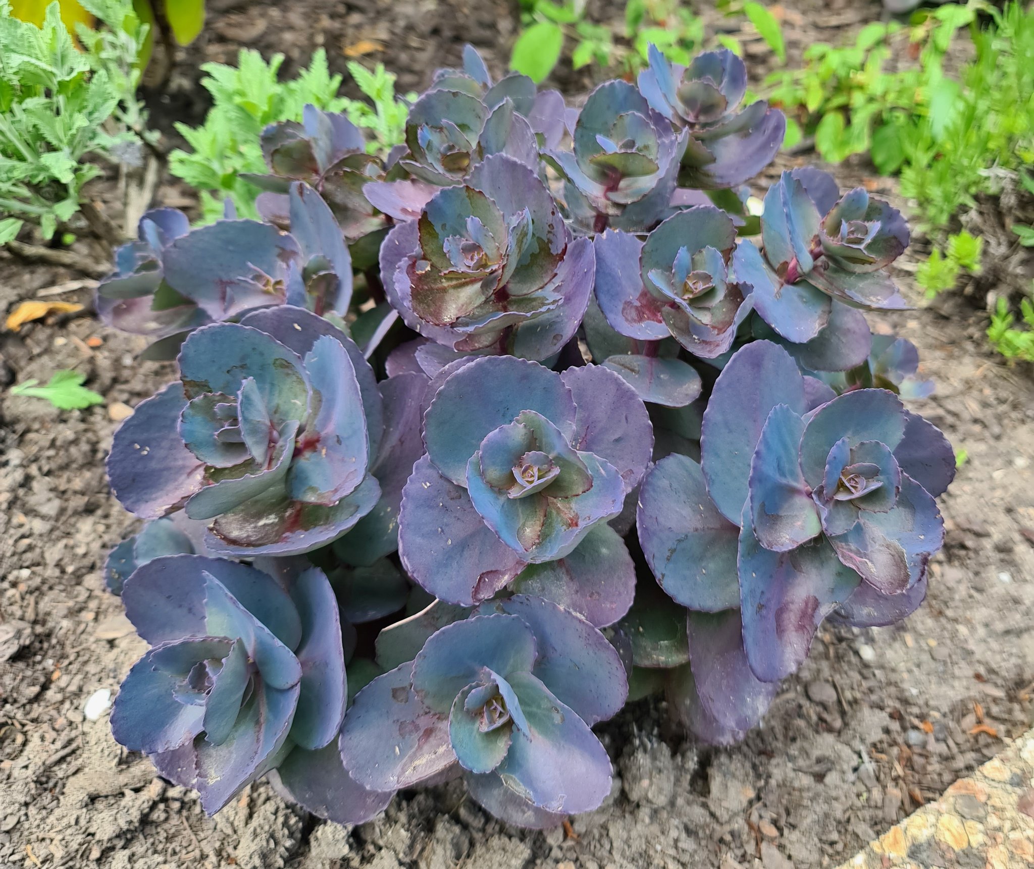 Седум гибридный блю перл. Седум blue pearl. Седум блу перл. Очиток / седум блю пёрл. Седум гибридный блю перл.