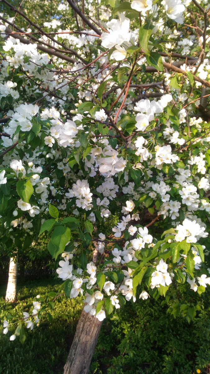 ValjaChimitova's tweet photo. Уже почти середина мая, яблоня цветет, красота.
#Beautiful #Apple_tree https://t.co/HVIwO0LHmj