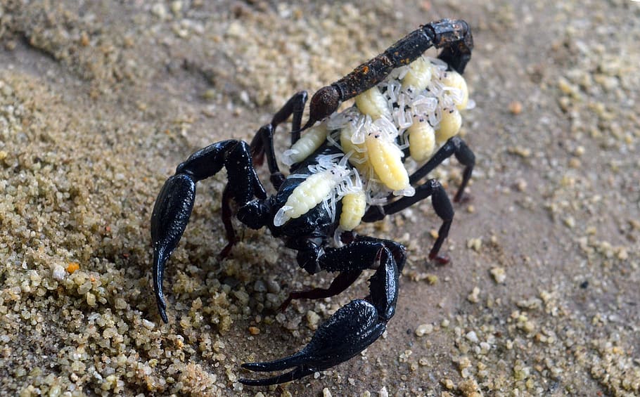 Andreas Laustsen (@andreaslaustsen) on Twitter photo I am happy to announce that our beast of a review paper (34 pages!) entitled “Scorpion venom: Detriments and benefits” is finally published in Biomedicines! mdpi.com/2227-9059/8/5/…
Thanks to all co-authors, especially first author Shirin Ahmadi
<a href="/DTUbioengineer/">DTU Bioengineering</a> <a href="/DTUbioengineer/">DTU Bioengineering</a> I am happy to announce that our beast of a review paper (34 pages!) entitled “Scorpion venom: Detriments and benefits” is finally published in Biomedicines! mdpi.com/2227-9059/8/5/…
Thanks to all co-authors, especially first author Shirin Ahmadi
<a href="/DTUbioengineer/">DTU Bioengineering</a> <a href="/DTUbioengineer/">DTU Bioengineering</a>