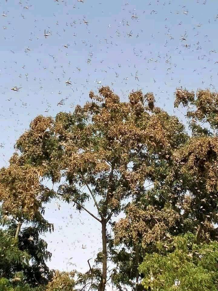 SharKhalid1's tweet photo. #SaveSindhfromlocust https://t.co/mgvxE8Yqpg