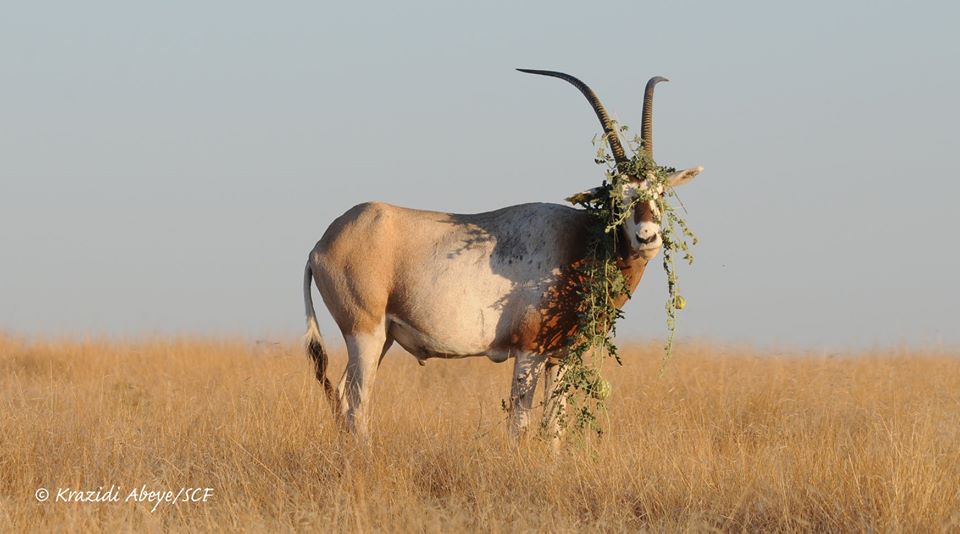 Sahara_CF's tweet photo. #ScimitarHornedOryx consume large amounts of bitter melons &amp; their vines as a vital source of moisture in an otherwise waterless environment. This one, however, seems to prefer its favourite food as a convenient form of camouflage or headwear. #Oryx #Reintroduction #Chad #Sahel https://t.co/SKEPbp4NLs