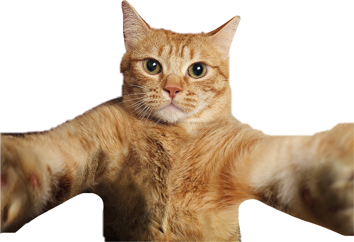 Sending virtual hugs to those who supported our fundraiser for <a href="/nobodyscats/">Nobody's Cats</a>. We are donating $1,200 to this awesome non-profit. Our customers, employees, &amp; friends are the BEST. Cheers to 50 more years of community support &amp; outreach! #TNR #SmallBusiness #cats