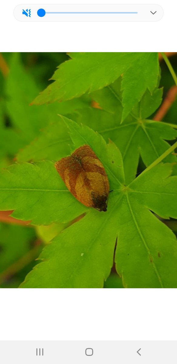 deborahjvass's tweet photo. @MothIDUK Could you help please? My friend sent me this and I am stumped! It was about 1 -1.5cm and found on an average leaf. Thank you #moths #savemoths https://t.co/mm0IqGPCx6