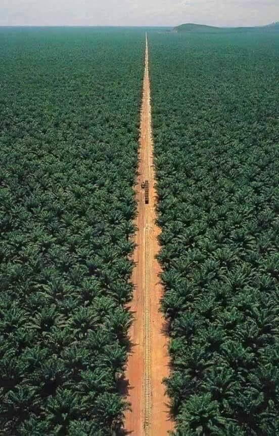 دعم مزارعي التمور في #السعودية اهم بكثير من دعم مزارعي الارز في حقول وسط اسيا . المسالة واضحة لدي ، المزارع هو الحلقة الأضعف في تجارة التمور في #السعودية ، و يأتيه الفتات من عملية تسويق النهائية للتمور . و شراء التمر  سيكون له الأثر البالغ على الاف الاسر . 
 #التمر_زكاة_فطري