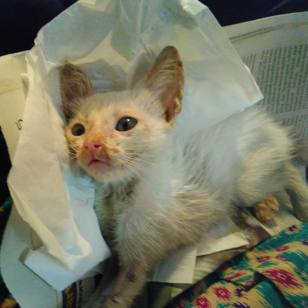 FazzleMawla's tweet photo. Her condition dropped this morning and it's now critical ... She's fighting with every last drop of energy left in that tiny body 😩😩😩😢😢😢 https://t.co/7Jbe6rLyC4