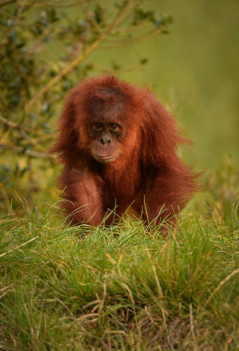 Chester Zoo tweet media