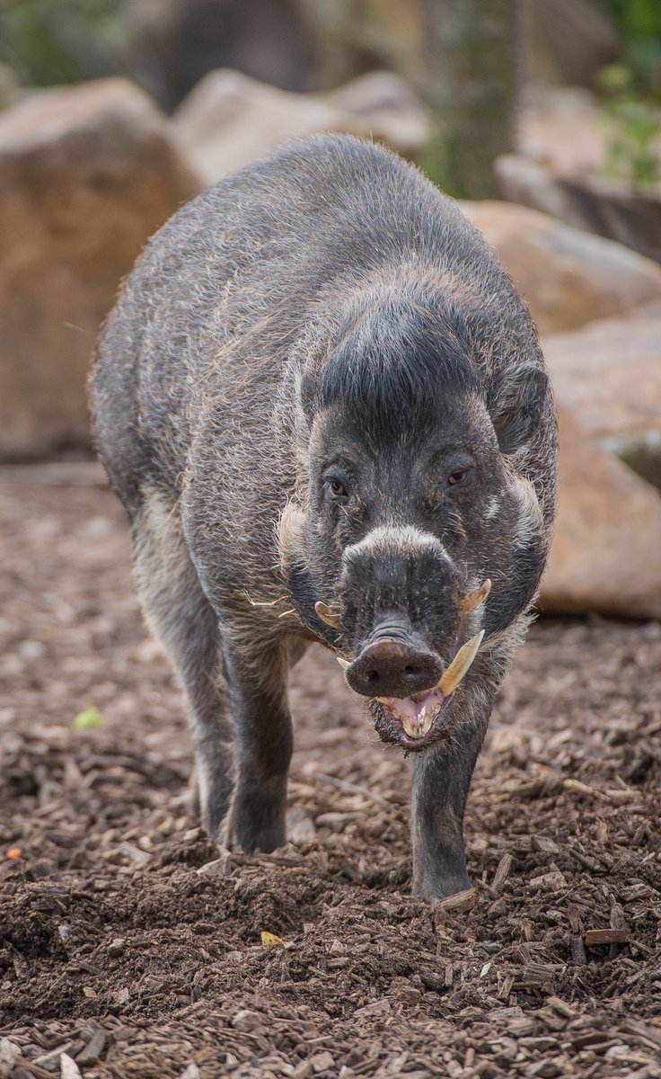 Chester Zoo tweet media