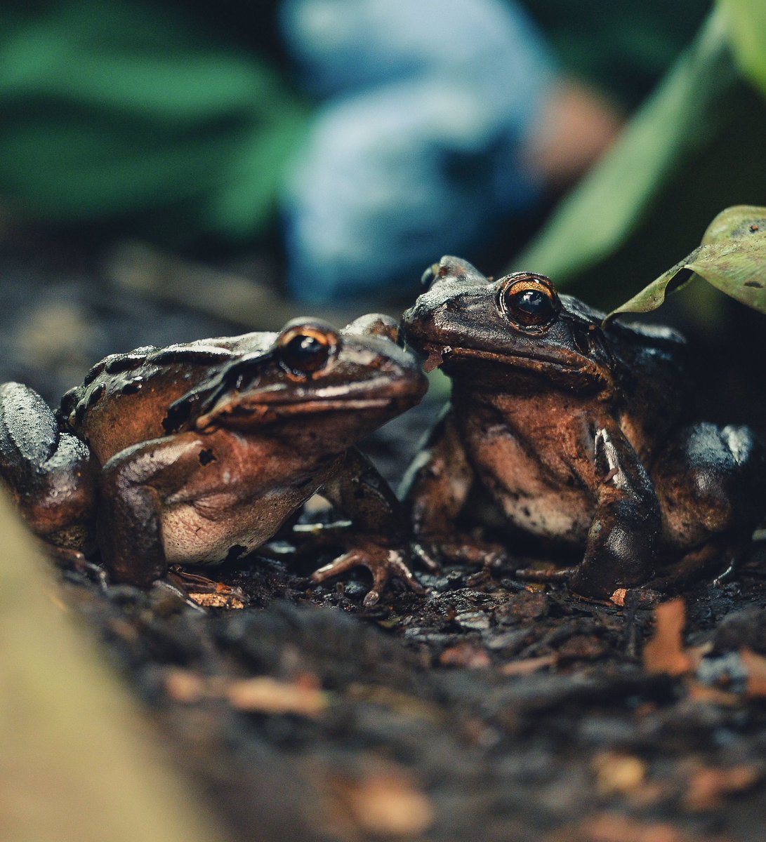 👀 👇HERE’S WHAT YOU’ll SEE 👇

10:00 - 10:20 👉 One horned rhinos 🦏
11:00 - 11:20 👉 Mountain chicken frogs 🐸 
12:00 - 12:00 👉 Northern cheetahs 🐆 
13:00 - 13:20 👉 Tropical birds 🐦 
14:00 - 14:20 👉 Orangutans 
15:00 - 15:20 👉 Visayan warty pigs