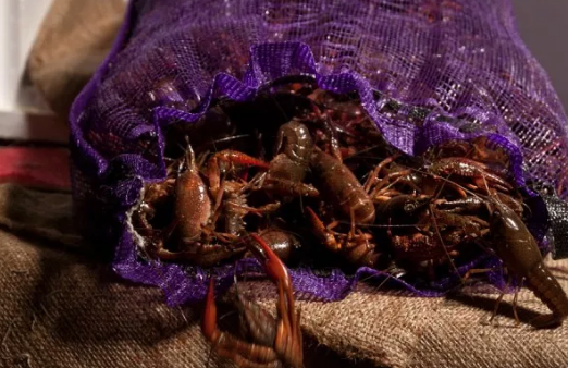 Stuffed_Cajun's tweet photo. Prices are going up next week more than likely. Demand is growing with the re-opening of many restaurants. Keep it local if you can.
Live 30+ lbs - $3.75/lb
Live <30 lbs - $4.75/lb
Boiled 1-9 lbs - $7.99/lb
Boiled 10+ lbs - $6.99/lb
Order @ https://t.co/NWFE8Sce01 https://t.co/DIXYYSOPqN