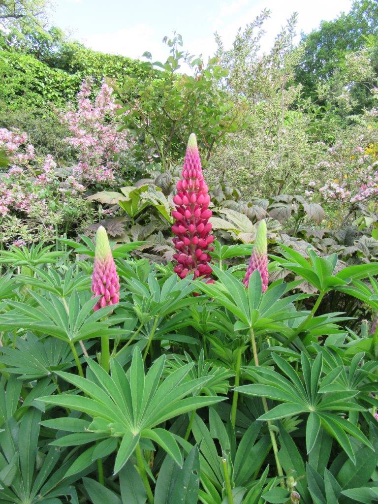 While we are still closed the team have each picked something to share that they think is looking particularly pretty today  ...
Greg has gone for the gorgeous Iris 'Rip City'; Fiona the Enkianthus Campanulatus with its delicate, bell shaped blooms and Toby the first lupins.