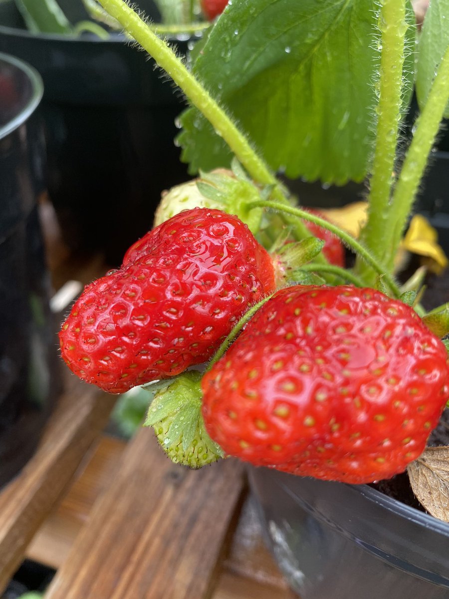 thejamesmax's tweet photo. Hereโs some strawberries that Iโve grown. Meantime do YOU have any gardening questions youโd like to put to me for @dirtyfingerspod ? #GardenDayUK #GardensHour #gardening #dirtyquestions #dirtyfingerspodcast https://t.co/GbQPOgbBSO