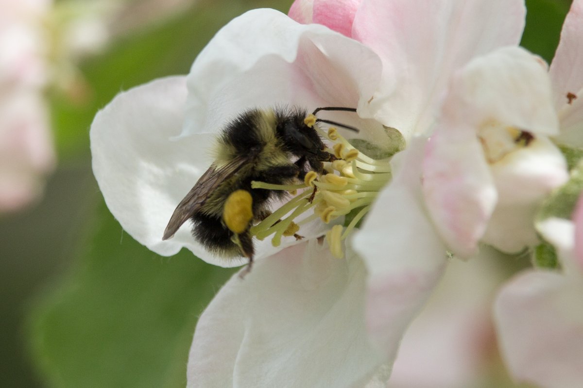 Apple bloom in Wisconsin has begun, which means it's time to survey bees on apple using our new #CitizenScience WiBee App! Whether you have a single apple tree or an orchard, we'd love for you to download the app and help us collect wild bee data: pollinators.wisc.edu/wibee