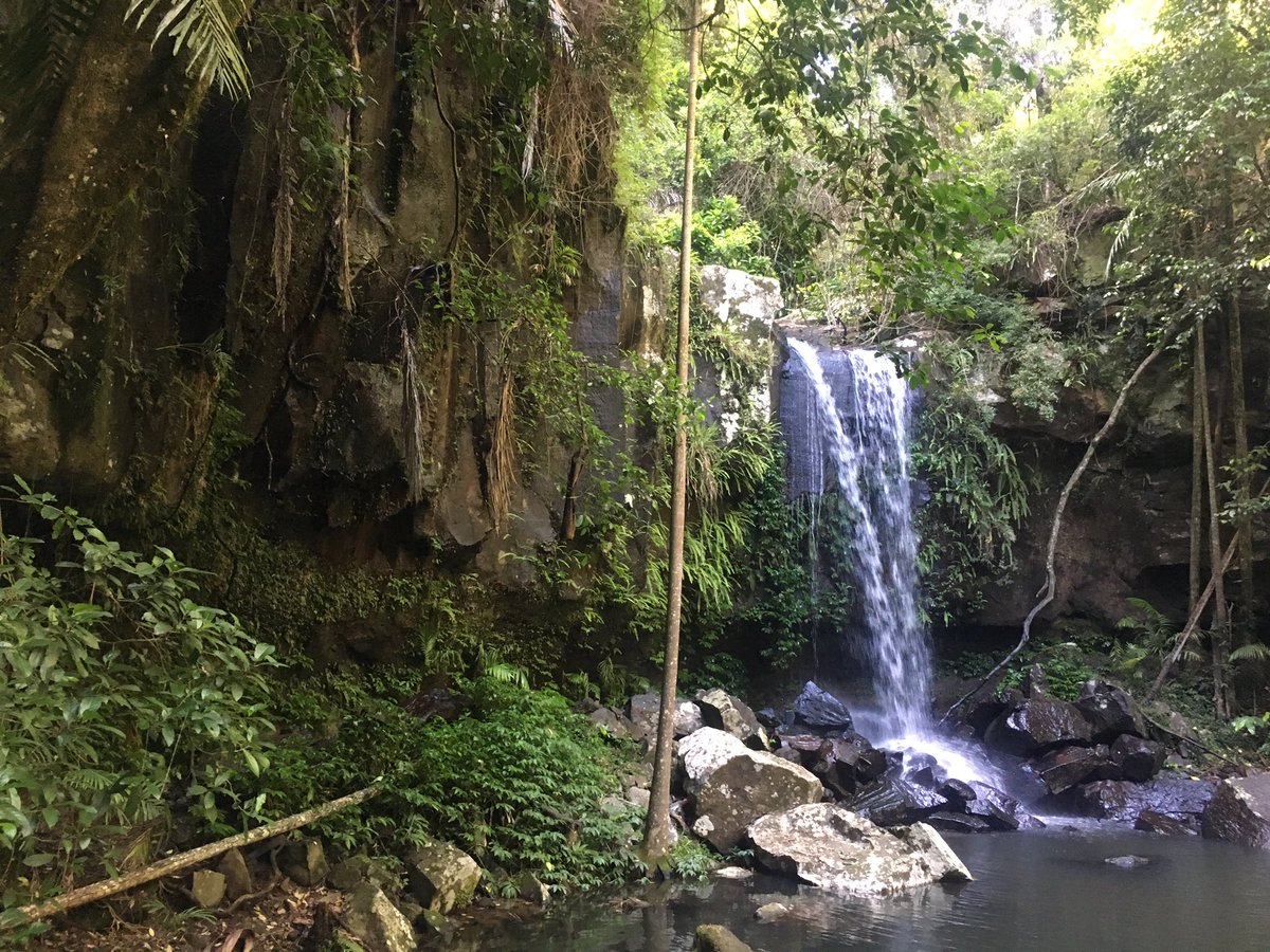 A1: Our favorite forest #tamborinemountain #rainforest #Queensland #Australia . This is Curtis Falls @FuninFairfax #TRLT