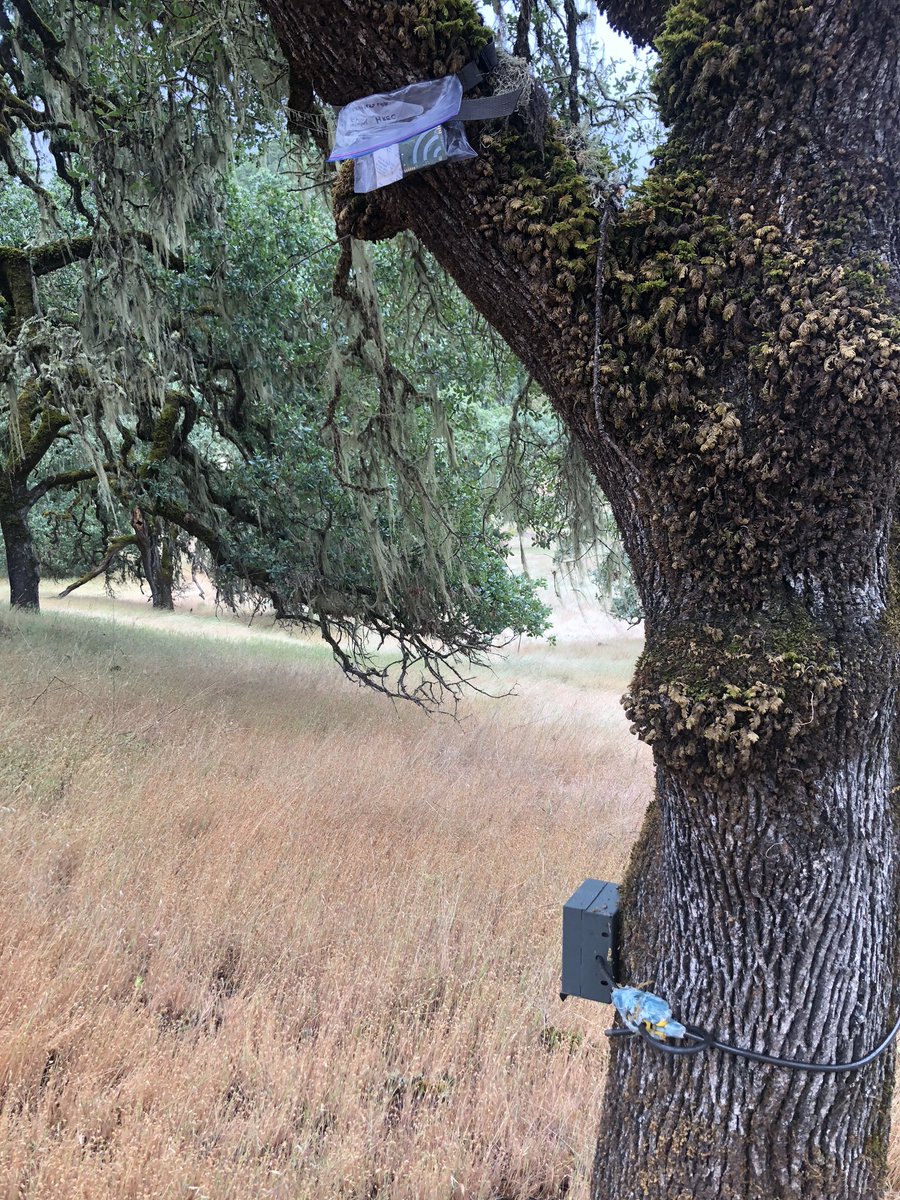 kenleecalhoun's tweet photo. Pairing AudioMoth acoustic recorders and camera traps to monitor bird and mammal activity following a major CA wildfire. #deer #bears #andbirds #gottacatchemall https://t.co/Q9VGdwG2fe
