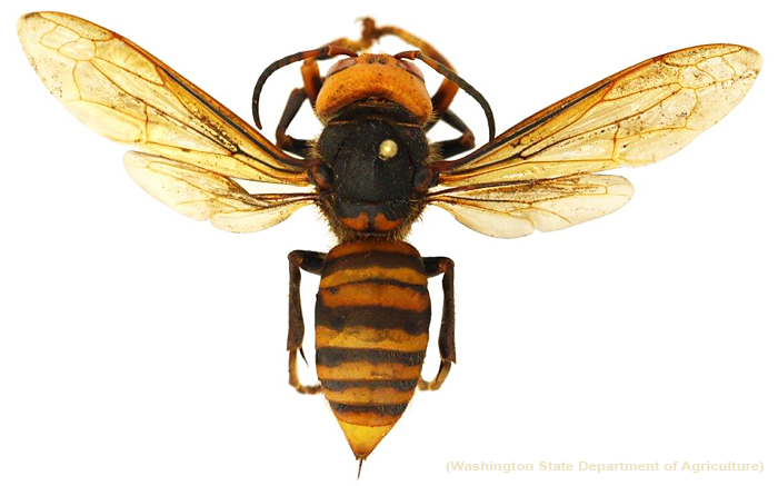 PlanetRockwall's tweet photo. At the request of Gov. Greg Abbott, a task force led by #Texas A&amp;M AgriLife experts is spearheading an initiative to protect citizens, agriculture &amp; honey bees if the #MurderHornet arrives. #honeybees #bees #GiantHornet #AsianGiantHornet #TexasAM #Aggies  https://t.co/5YAJngH5wj https://t.co/6RzORDYZcn