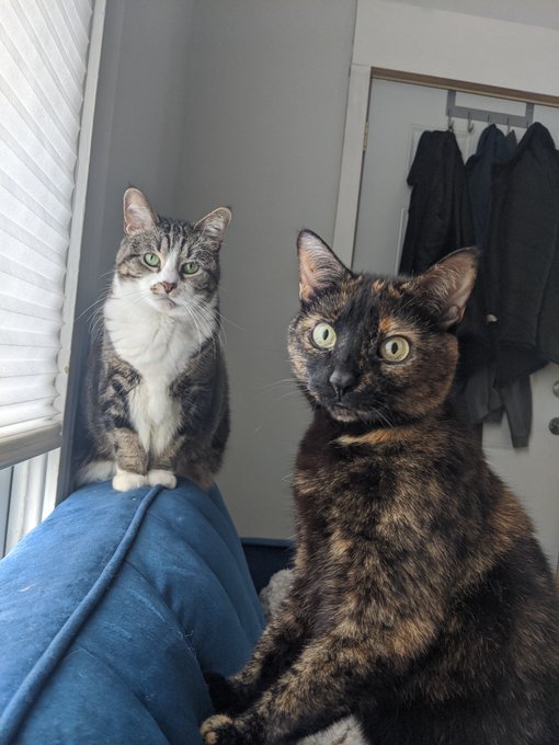 If you hate cats, then I hate you 🤷&zwj;♀️ https://t.co/3mKG6Q33yj<a href="/tag/aew"class="tags"><span>#aew</span></a>