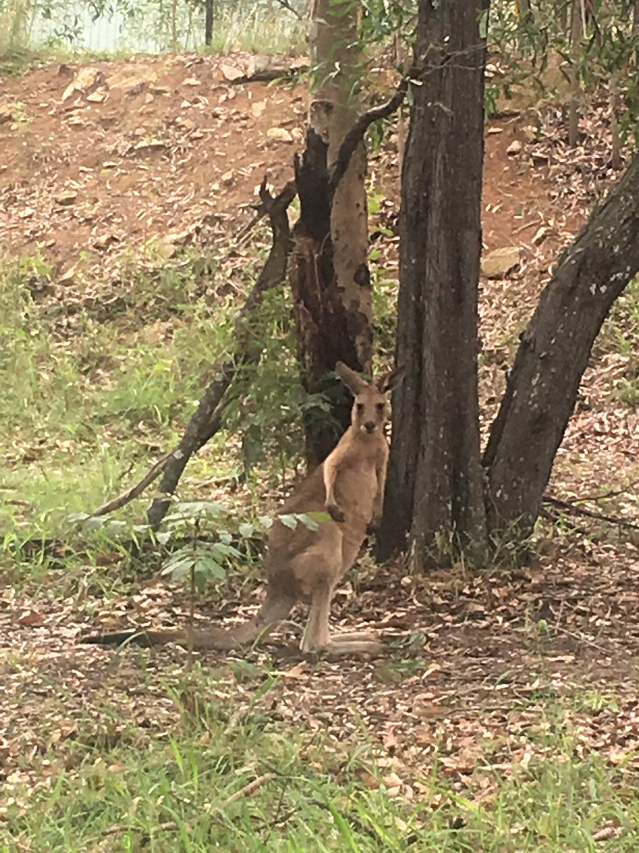 A2: Heaps of bird song but impossible to capture. However, managed this iguana and a roo! @travelatwill #TRLT