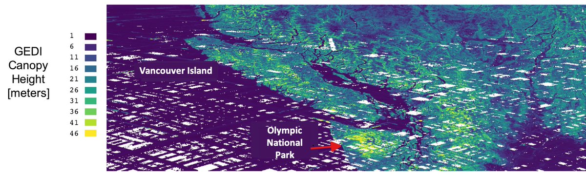 GEDI_Knights's tweet photo. There are now 6 months of #GEDI mission data available from #LPDAAC - data density is highest (almost continuous!) approaching the edges of the ISS orbit ~51.6 degrees latitude, as seen mapping height for Vancouver Island. #OpenData @NASAEarth @NASAGoddard @umdgeography https://t.co/TAJOkGClsh