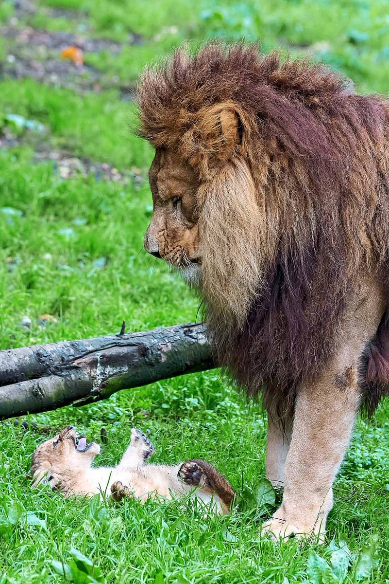 SHE5WN6ON's tweet photo. في حديقة الحيوانات ببلجيكا عانى الأب "Singa" بسبب الإعتناء بالاشبال الخمسة، بينما كانت ألام في المستشفى تتعافى من إصابة، و عندما عادات الأم بعد أيام وتعافت تمامًا من إصابتها هذه كانت ردة فعل الأشبال في الصورة الأخيرة ❤❤ https://t.co/WPnPNVf36Y