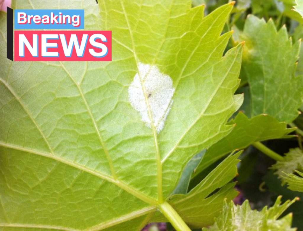 Emilien_SIMPLE's tweet image. 🧐⁉️ Comment identifier un foyer primaire de #Mildiou ? #Vigne 

✅ Mettre la feuille suspecte dans un sac plastique avec un coton imbibé d’eau
✅Après qques heures (1️⃣ nuit à 20 °C), les fructifications blanches caractéristiques sur la face inférieure confirment l’infestation 🧐