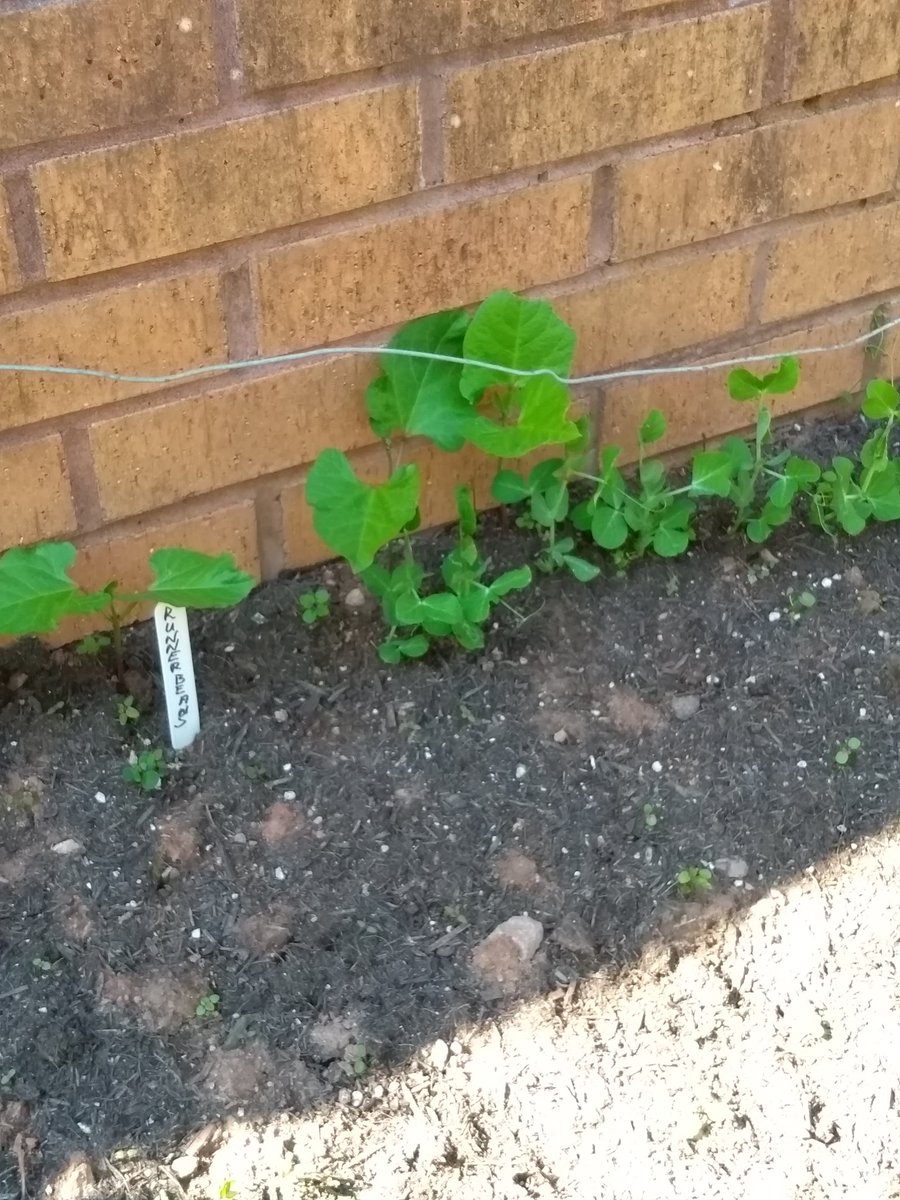 Andywales55uk's tweet photo. @AndyNewport55uk all from the garden project today how good they look &amp; how fast they are growing in our nice weather we are having at the moment.🏴󠁧󠁢󠁷󠁬󠁳󠁿🌻🌼🌱🌿💐💮😀📷 https://t.co/mlR6OyQmsG