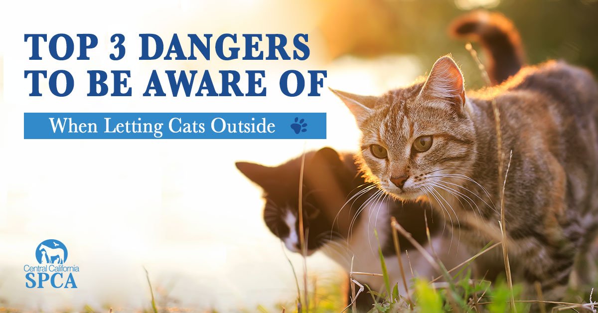 Central CA SPCA tweet media