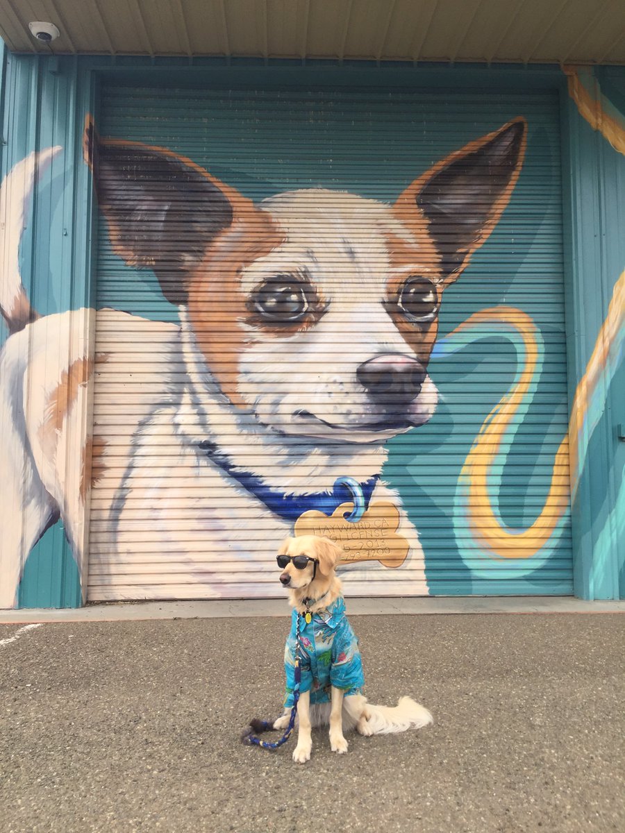 Sorry I’m late... I saw a dog 🐕