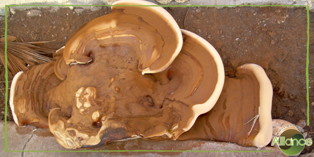 allianceenviro's tweet photo. Is this art? No, it is NOT! This could be hazardous to one’s health.
Alliance Environmental are experts in this field having completed over 120,000 remediation jobs. Contact a professional, licensed remediation company for a free estimate.
#removemold #mushroommold https://t.co/IcEMxMCKzF