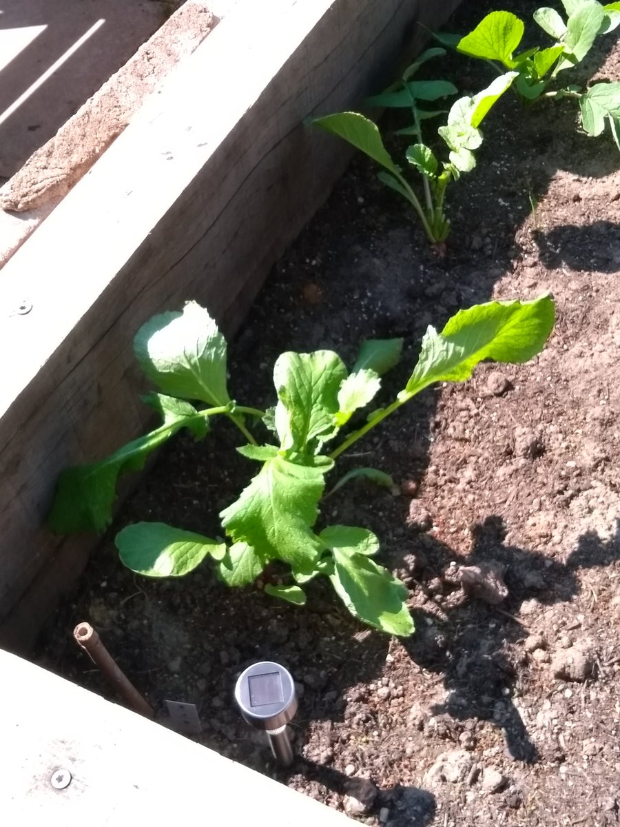 Andywales55uk's tweet photo. @AndyNewport55uk all from the garden project today how good they look &amp; how fast they are growing in our nice weather we are having at the moment.🏴󠁧󠁢󠁷󠁬󠁳󠁿🌻🌼🌱🌿💐💮😀📷 https://t.co/mlR6OyQmsG