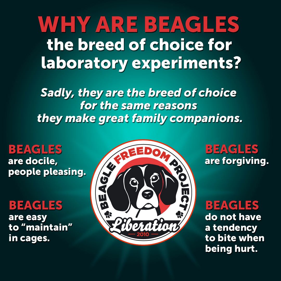 CrueltyCutter's tweet photo. Beagles are the breed most often used in laboratory experimentation. Please boycott products that test on animals. Use our free Cruelty Cutter app to see which companies and brands test. @beaglefreedom 📱 🐰 🐶 https://t.co/R1OWwWSs99
