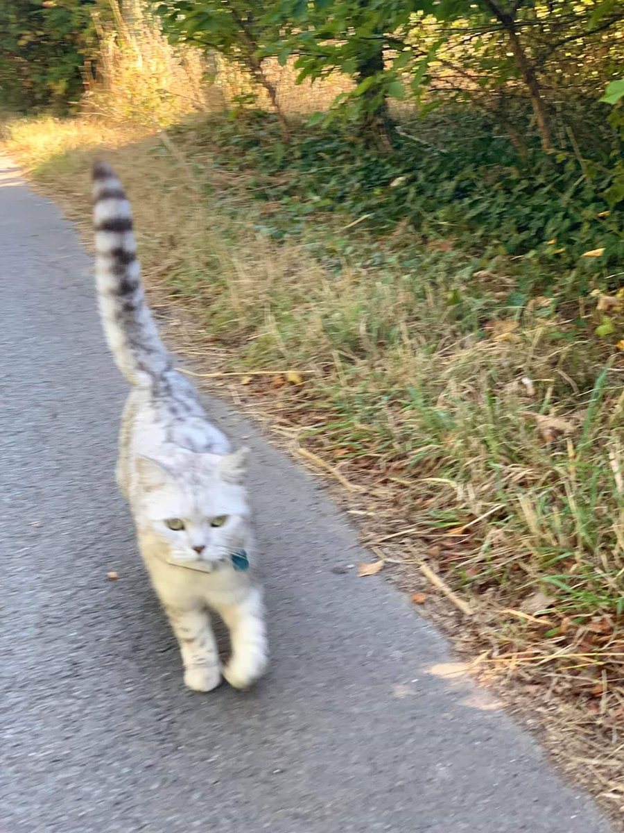 AlanDaffern's tweet photo. #Stolen Olly male silver and white cat #Lost 21st of October 2019, From #Chilton #Oxfordshire/#WestIlsley #WestBerks #OX11 area
https://t.co/Sb71W3uKsc
#missingcat #lostcat #scanme https://t.co/Nl6pKhsvzG