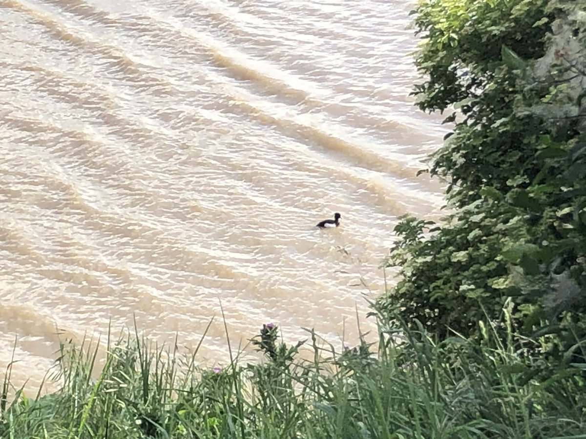 simoncostin's tweet photo. @FrodshamBirder I was taking a photo whilst waiting for the Cuckoo to call again when it flew passed and photobombed https://t.co/244iAGuCyC