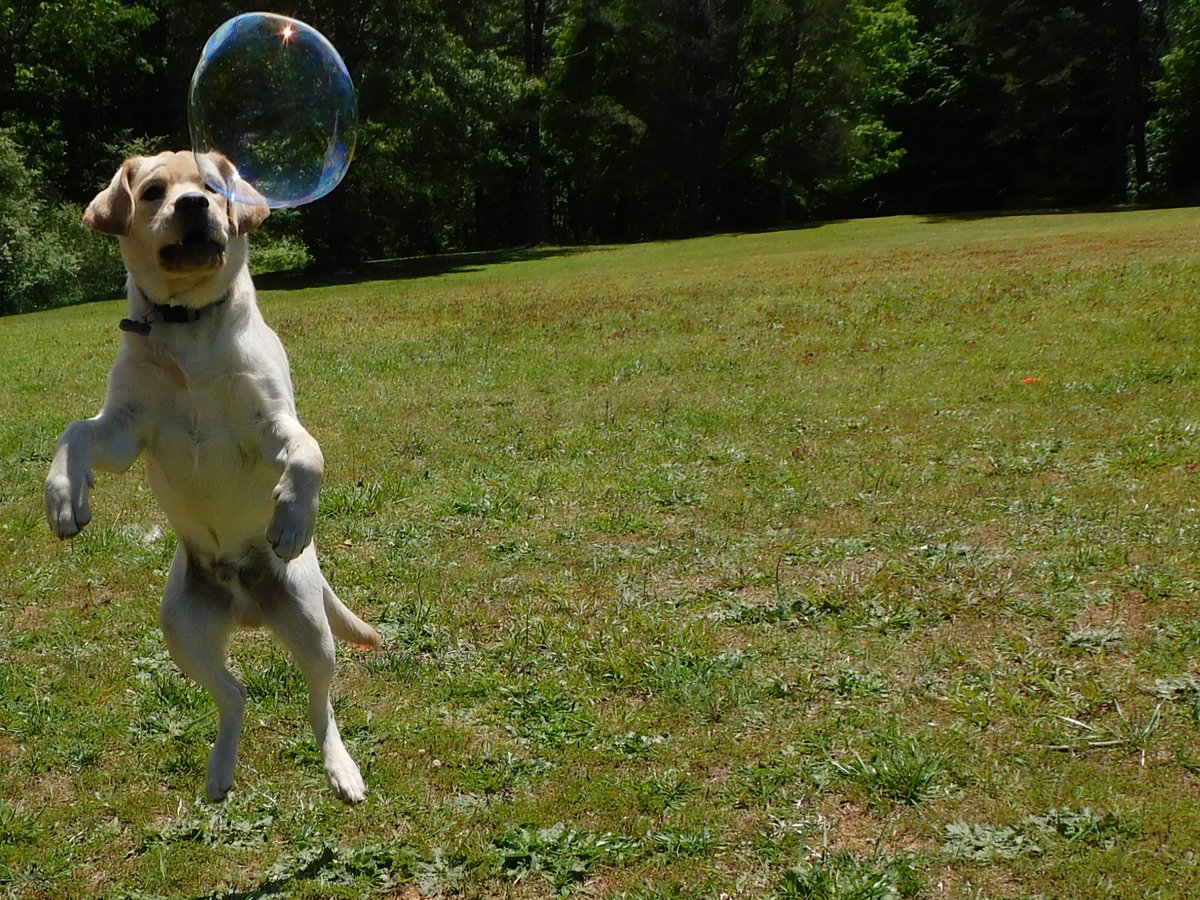 Hercules11319's tweet photo. Bubbles bubbles bubbles! https://t.co/kXUnMVP4XD