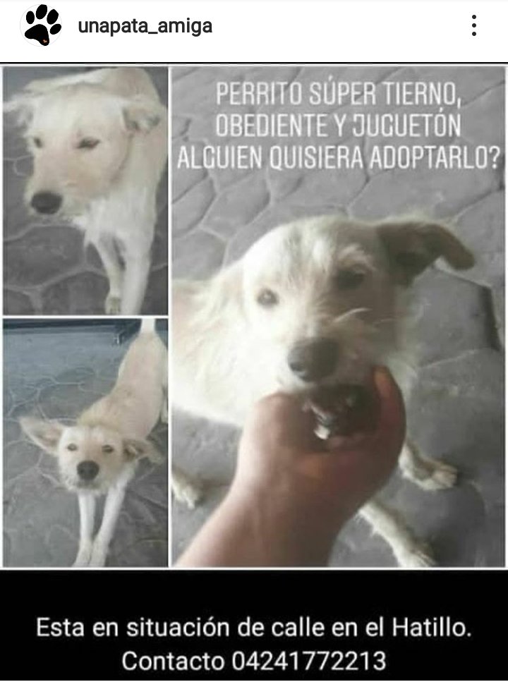 perritocallejer's tweet photo. Activados #PerritoFamilia dale máxima difusión a este callejerito hermoso para ayudarlo a conseguir hogar. Quizás su adoptante esté entre tus seguidores https://t.co/lfI4ZJAbY2