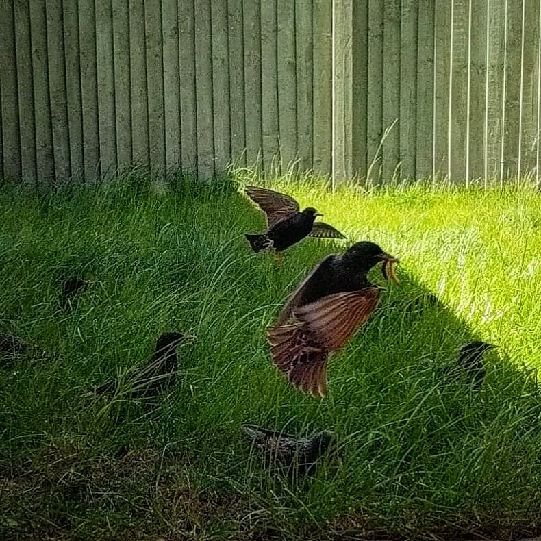 valcambule's tweet photo. Love watching my regular garden visitors enjoying themselves! 🐦📸
#starlings #birdwatching #wildlifefrommywindow #OxfordshireWildlife https://t.co/mT9r8qIkyU