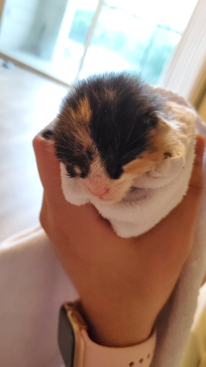 Daily Macchiato update:Vet teleconsultation went fantastic – shoutouts to PAZ Vet and  @AvaGG &  @Clayster for recommending them to us. They estimate she's three weeks old, give or take, but a bit small / underweight. Feeding is going well and eyes are slowly starting to open.