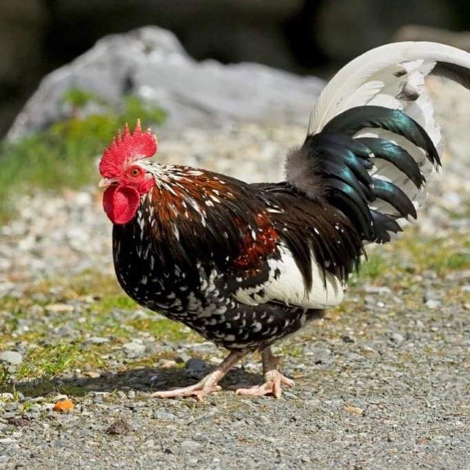 Abendliche Kontrollrunde <a href="/ferleiten/">Wild & Erlebnispark Ferleiten</a> #wildparkferleiten #grossglockner #nationalparkhohetauern #bigboss #lol #chickenlife #chickensofinstagram #hühnerparadies #ausflugszieleösterreich #placestovisit #beautifuldestinations #visitaustria #animalsofinstagram #animals #animalshots