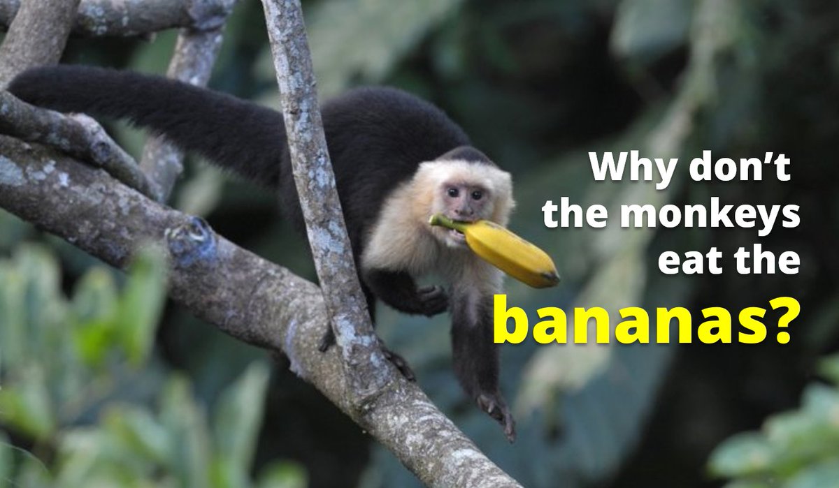mindbridge_ai's tweet photo. @FischBooks @CPAcanada @Sage_Canada @StarlingMinds @Headspace @majortomagency After @oiqeli talk at #MBInfluence today, now everybody knows about the monkeys! https://t.co/eGjr1CzFgv