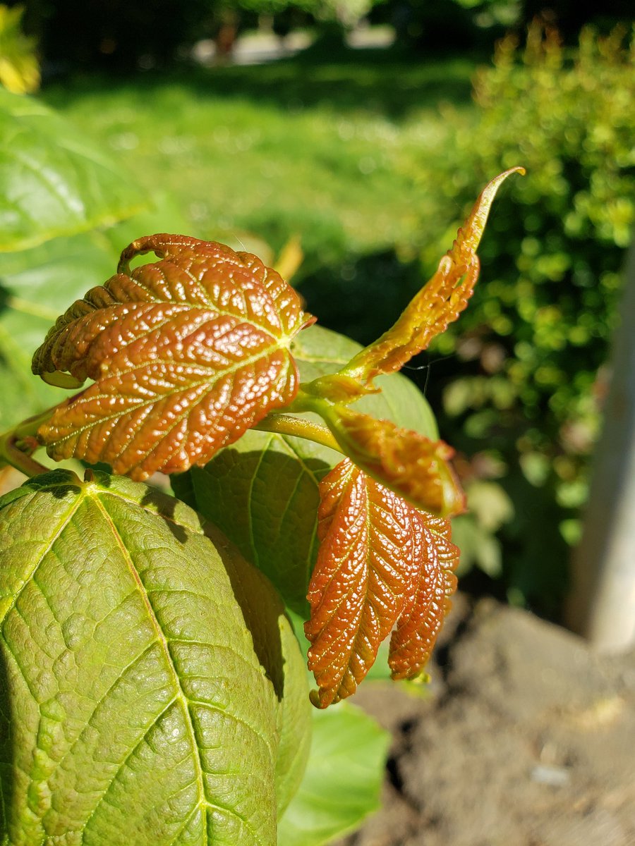 SaveStreetTrees's tweet photo. Spotted so many lush new #shoots on our #streettrees today.🍃 This sign of new growth can't help but make you feel more positive! 🌳 What do the #urbantrees look like on your street? We'd love to see your 📸 Share via #BeauTREEful &amp; tag us. #northampton #saveourstreettrees https://t.co/xiyJ5N9V8N