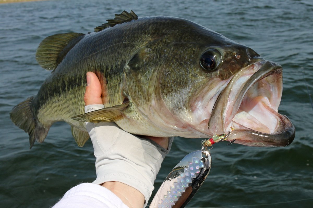 lfguidelanes's tweet photo. This bass was caught on a flutter spoon in 22' using a 7'MH Rod and 15lb line. #lakefork https://t.co/HB0HZmRKmx