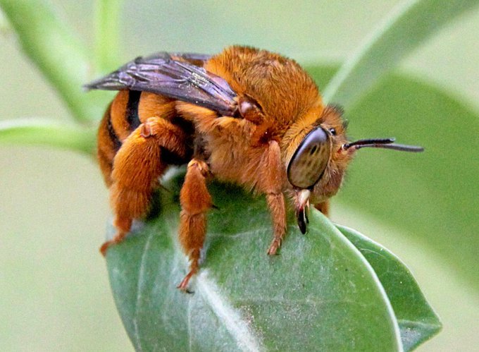 @WyvernGabrielle two more things that may be of assitance: teddy bear bee. Calvin onion suit. 