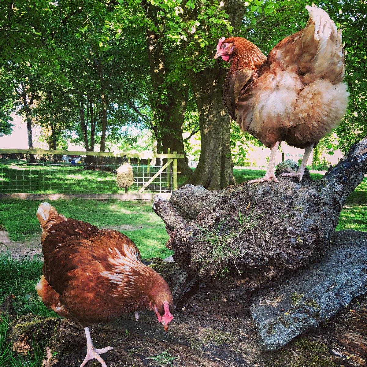 Egg Pudding Stone (EggPuddingStone) Twitter