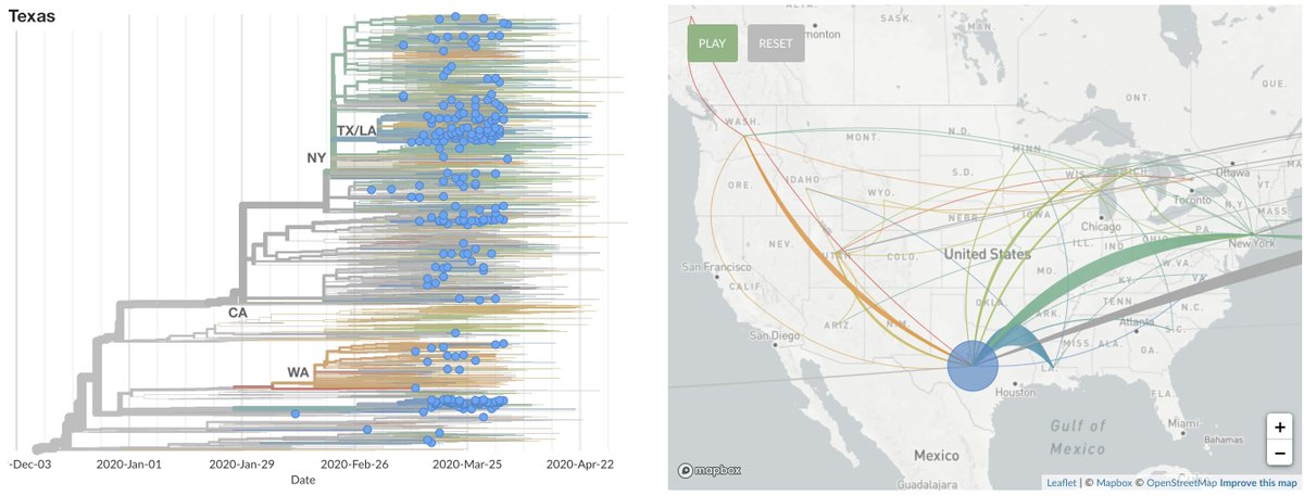 Part of the Texas outbreak groups closely with this clade from LA, while other samples from Texas reveal a large number of separate introductions to the state. 10/14