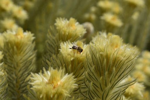 eyesonhives's tweet photo. Imagine what a field of flowers looks like to a bee...
Bees see in the ultraviolet spectrum and flowers light up like landing strips.
A wildflower bloom must be like Las Vegas x1000 to them! 😮
#beevision #flowers #iwishwecouldseeinuv https://t.co/YySdHNqdIz