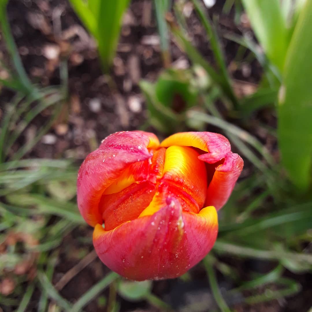 The first tulip