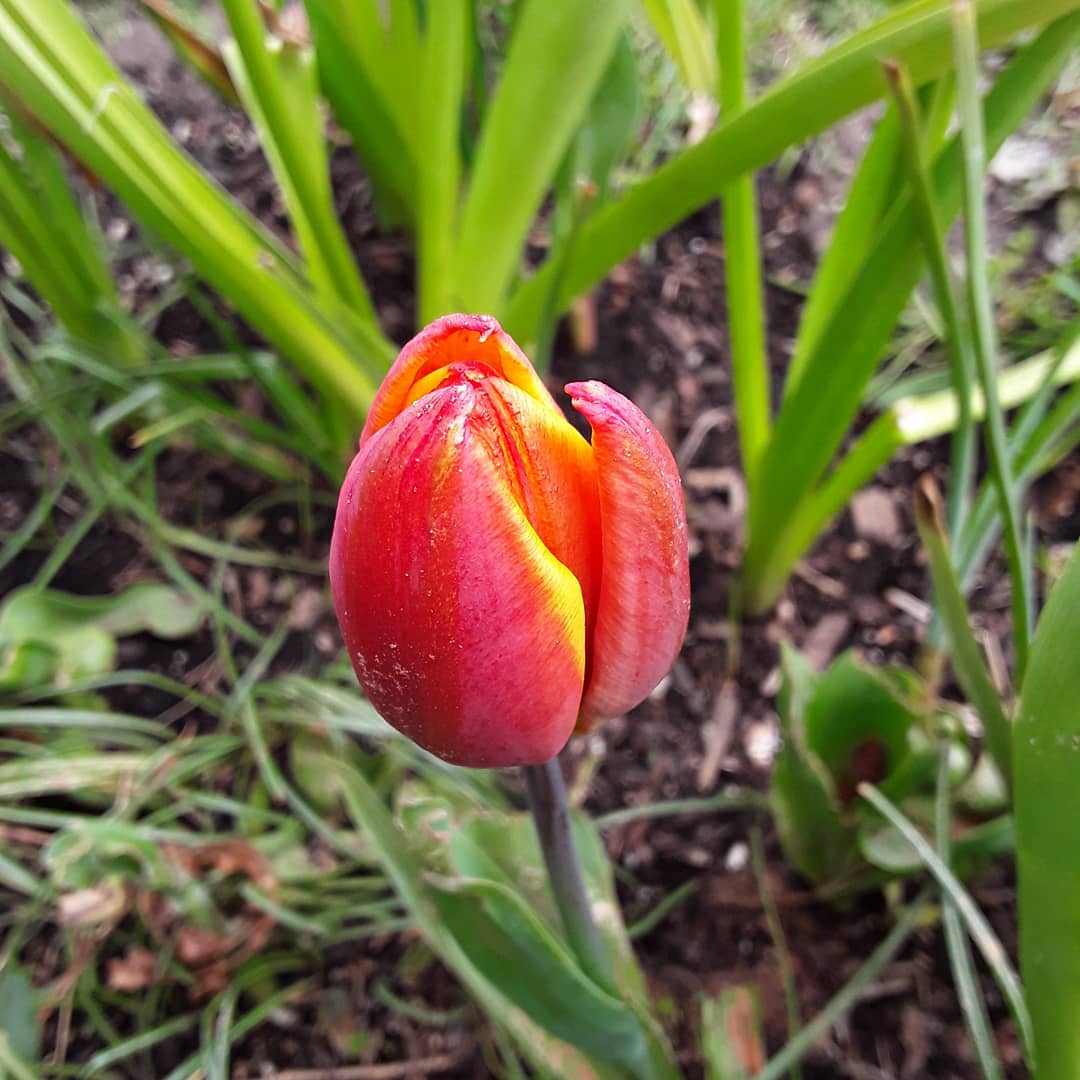 The first tulip