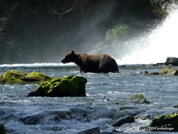 TravelGumbo's tweet photo. #AlaskanBrownBear #fishing at #DevilsFalls #ttot
TravelGumbo archives
By Travelers, For Travelers
https://t.co/Bg2QFRPdS7 https://t.co/ChxSVM3QHt