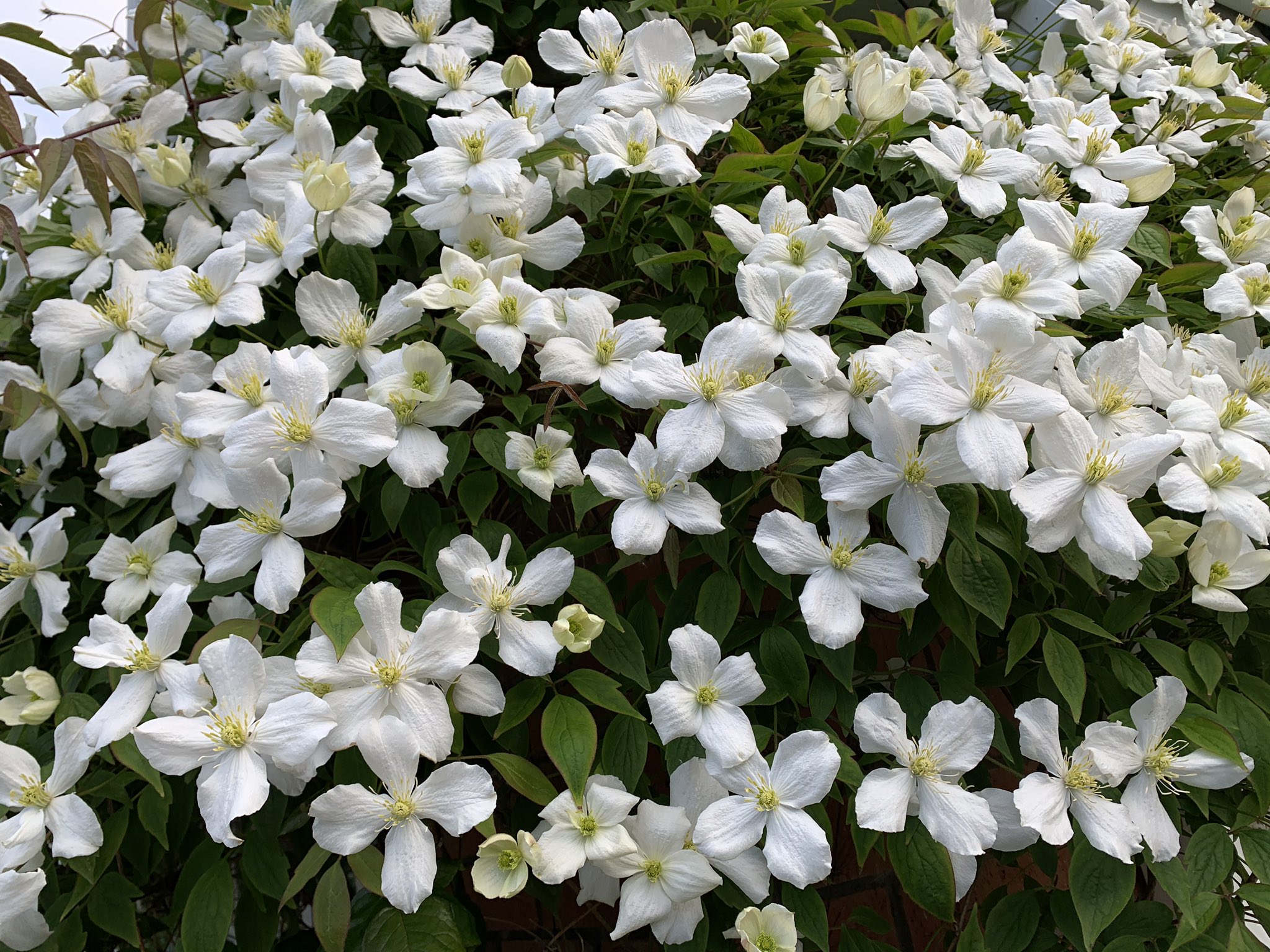 Gardening Well En Twitter This Clematis Montana Grandiflora Seems To Like The Conditions Here Part Shade Clay Soil And Moist Climate In County Meath If You Have Similar I Would Try It It Is A Cracker This One 70 Feet Long And Still Going Gardening Https T