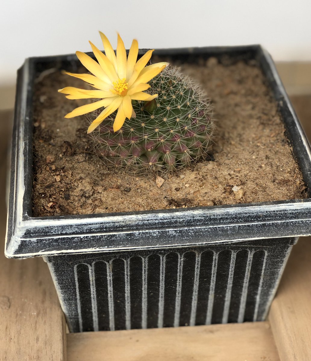 Breaking! 

First bloom in 29 months. 

It was worth the wait, I mean just look at nature 🌼💛 

Alhamdulillah! 

🌵 #desertplant #cactus #firstbloom